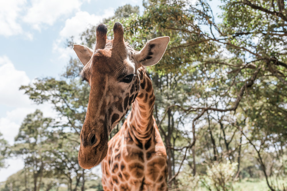 Daisy, a giraffe at the Giraffe Centre in Nairobi, Kenya.