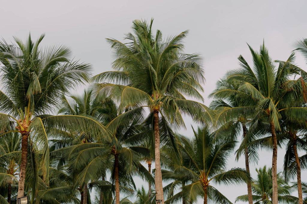 palm trees at the shangri la boracay resort
